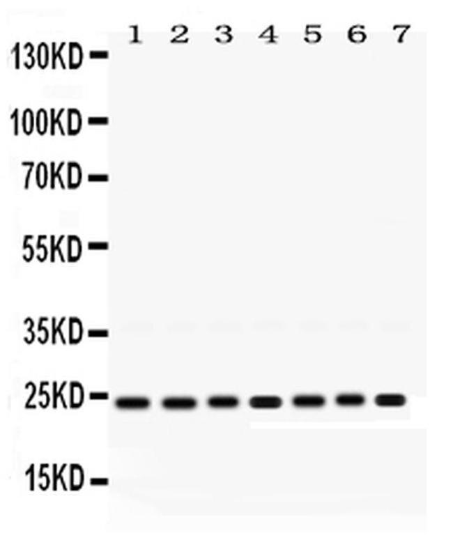 RALA Antibody in Western Blot (WB)