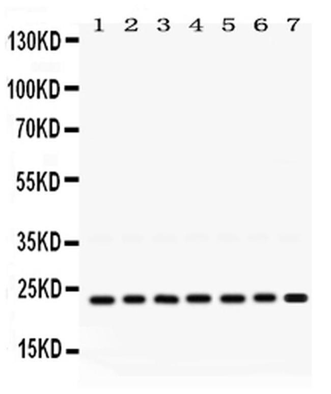 RALB Antibody in Western Blot (WB)