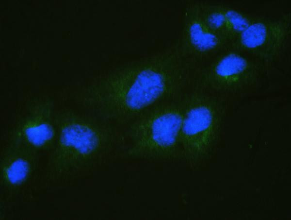 RALBP1 Antibody in Immunocytochemistry (ICC/IF)