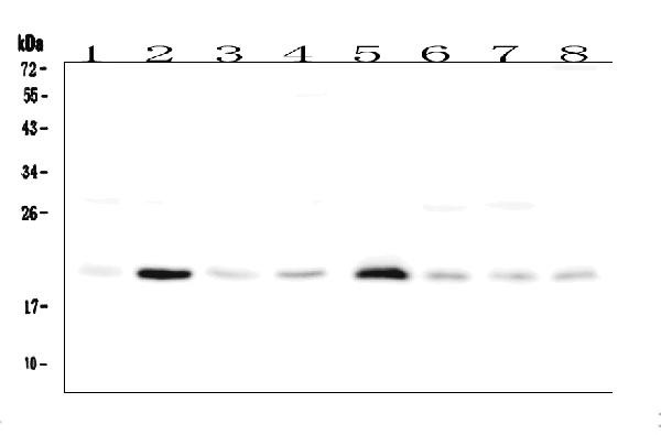 RAP1A Antibody in Western Blot (WB)