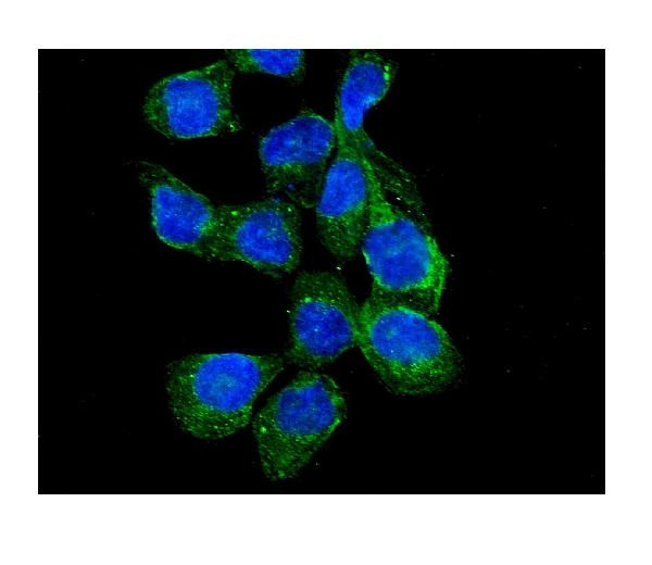 RASA1 Antibody in Immunocytochemistry (ICC/IF)