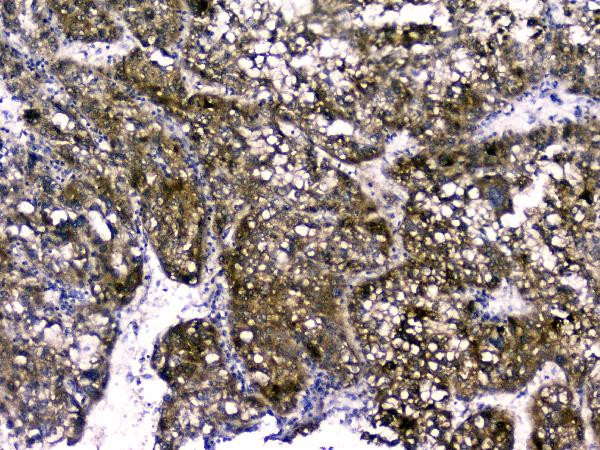 RBP4 Antibody in Immunohistochemistry (Paraffin) (IHC (P))