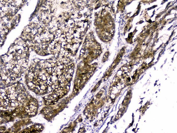 RBP4 Antibody in Immunohistochemistry (Paraffin) (IHC (P))