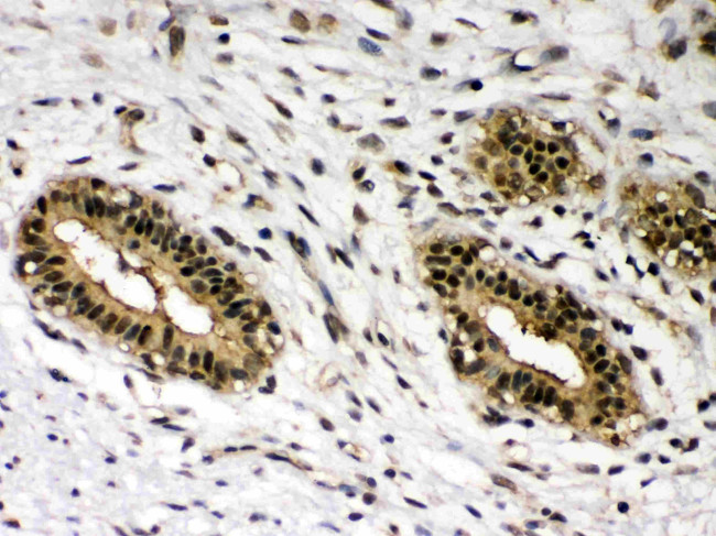 c-Rel Antibody in Immunohistochemistry (Paraffin) (IHC (P))