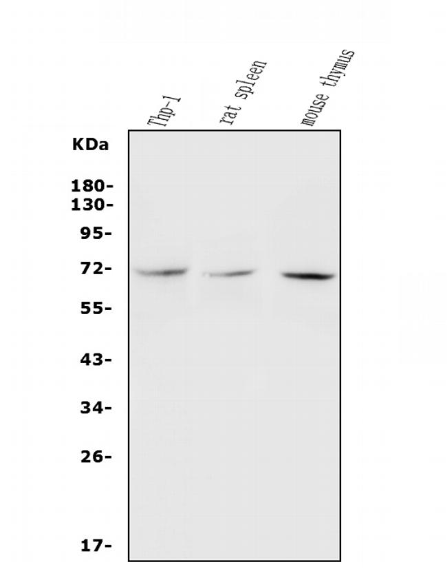 c-Rel Antibody in Western Blot (WB)