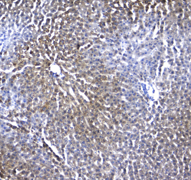 Regucalcin Antibody in Immunohistochemistry (Paraffin) (IHC (P))