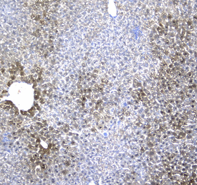 Regucalcin Antibody in Immunohistochemistry (Paraffin) (IHC (P))