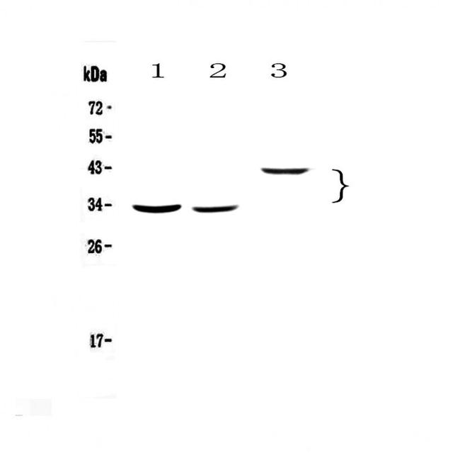 Regucalcin Antibody in Western Blot (WB)