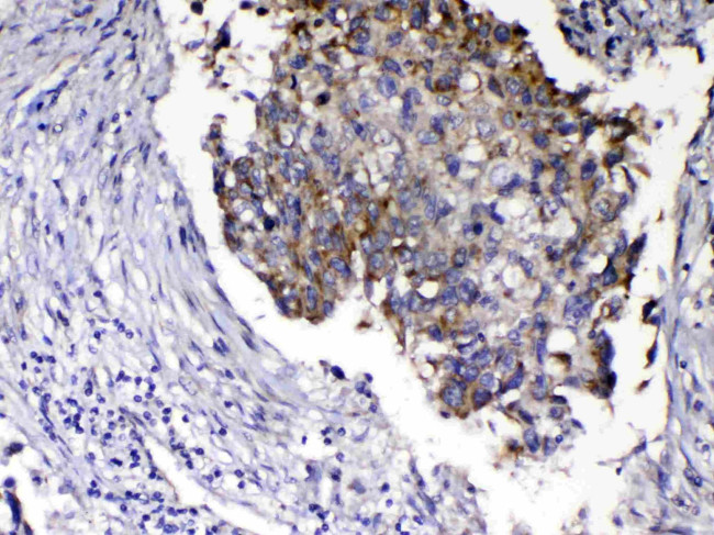 Relaxin 1 Antibody in Immunohistochemistry (Paraffin) (IHC (P))