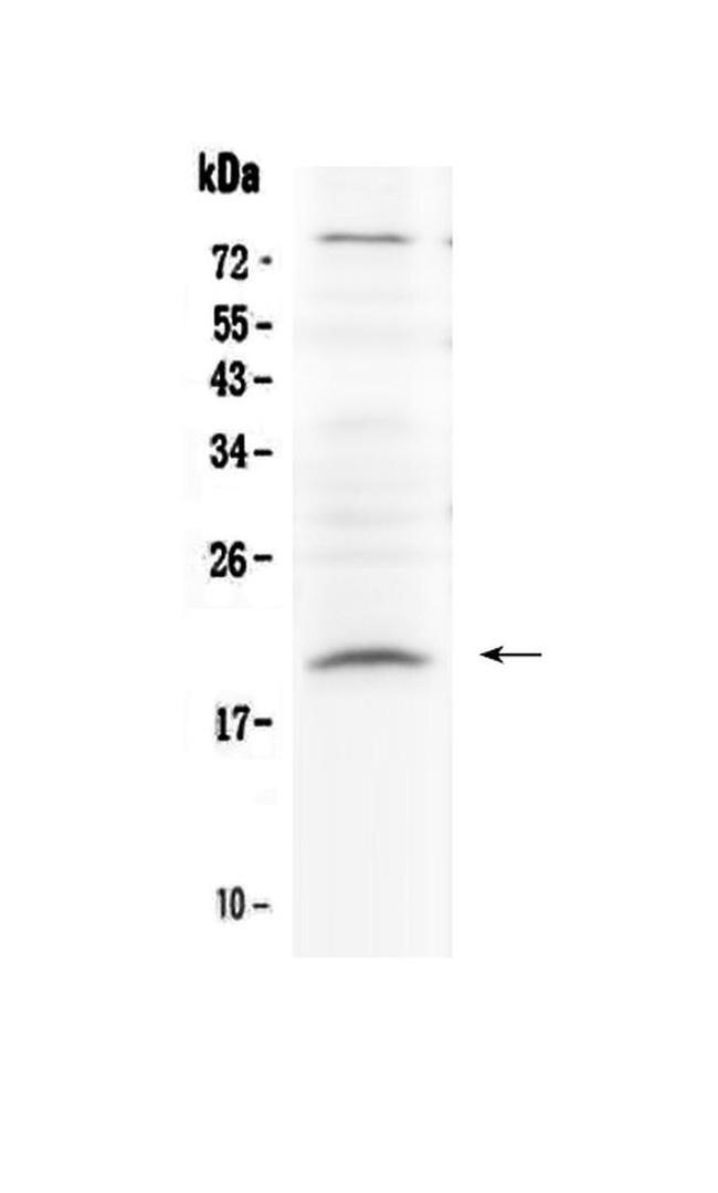 Relaxin 1 Antibody in Western Blot (WB)