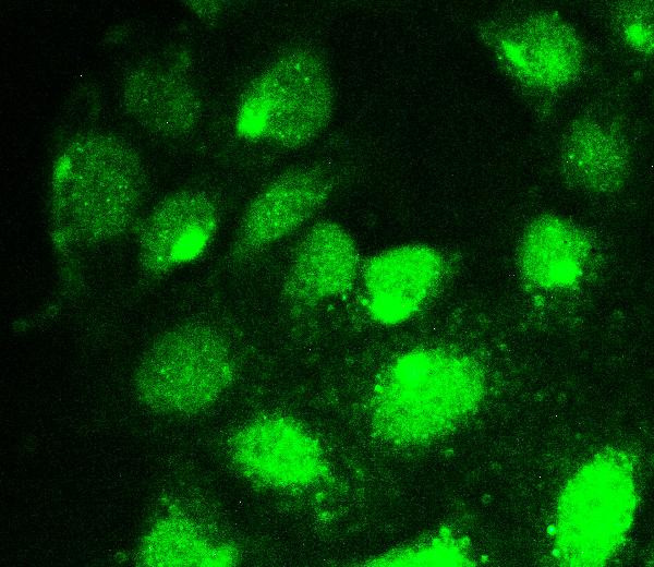 RUNX1T1 Antibody in Immunocytochemistry (ICC/IF)