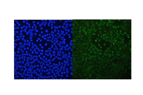 RXRA Antibody in Immunocytochemistry (ICC/IF)