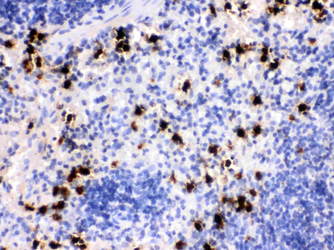 S100A8 Antibody in Immunohistochemistry (Paraffin) (IHC (P))