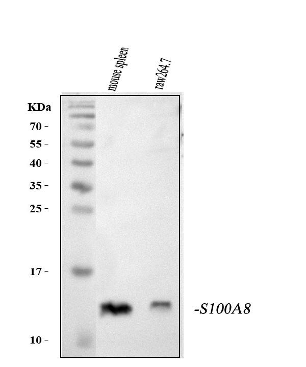 S100A8 Antibody in Western Blot (WB)