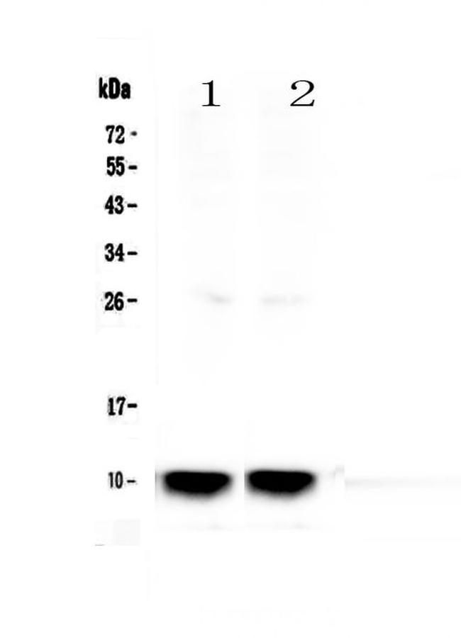 Uteroglobin Antibody in Western Blot (WB)