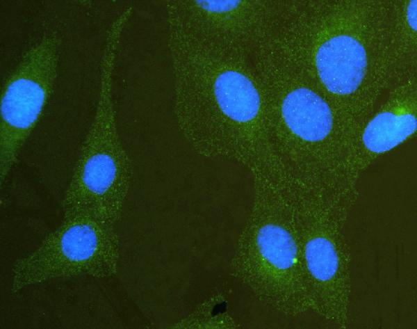 SCRIB Antibody in Immunocytochemistry (ICC/IF)