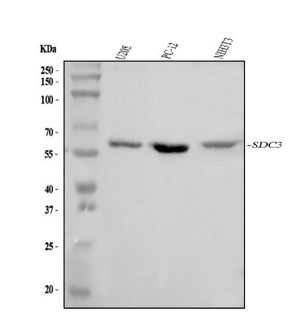 Syndecan 3 Antibody in Western Blot (WB)