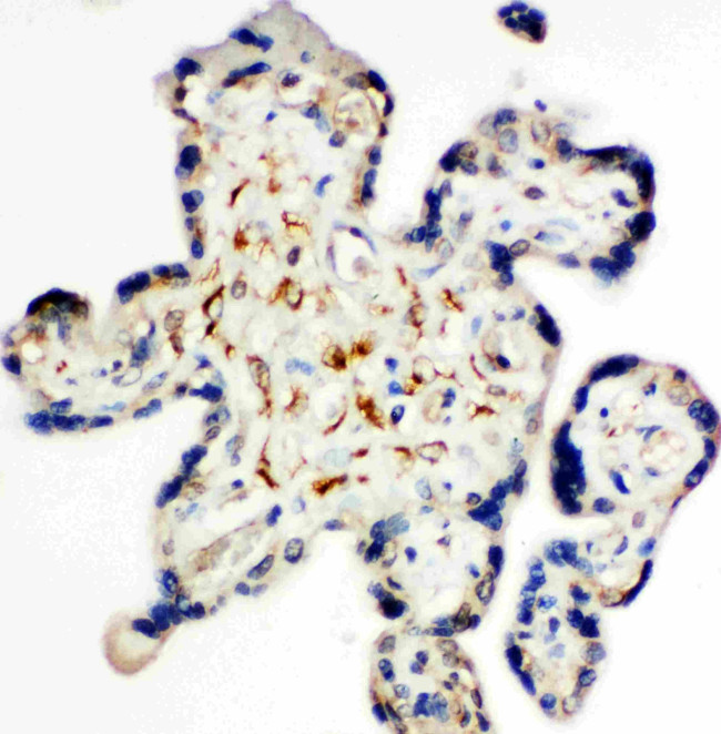 Syndecan 3 Antibody in Immunohistochemistry (Paraffin) (IHC (P))