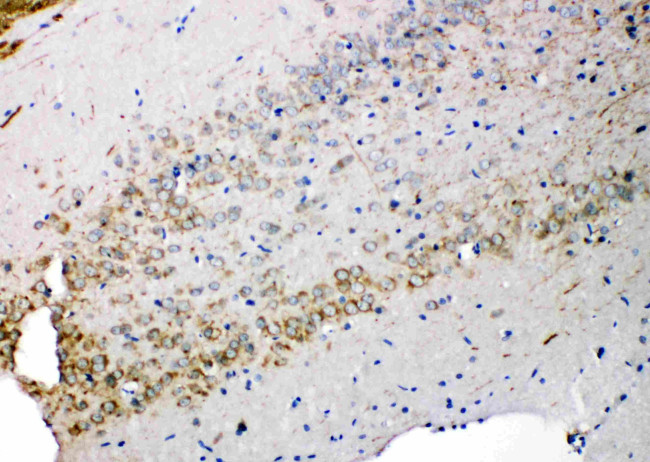 Syndecan 3 Antibody in Immunohistochemistry (Paraffin) (IHC (P))