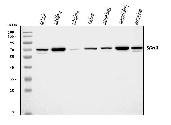 SDHA Antibody in Western Blot (WB)