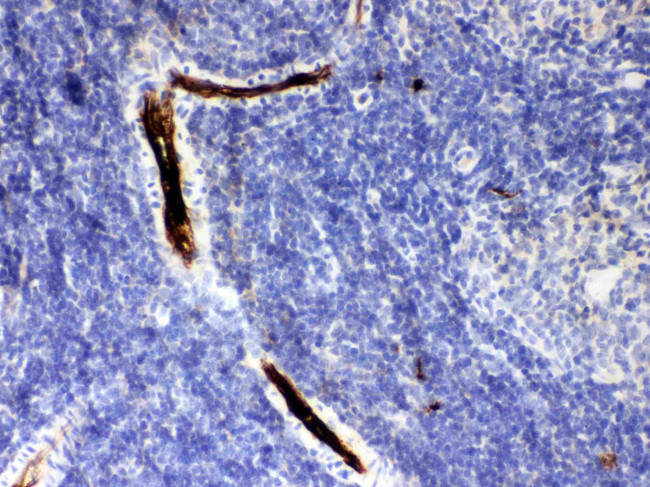 alpha-1 Antitrypsin Antibody in Immunohistochemistry (Paraffin) (IHC (P))