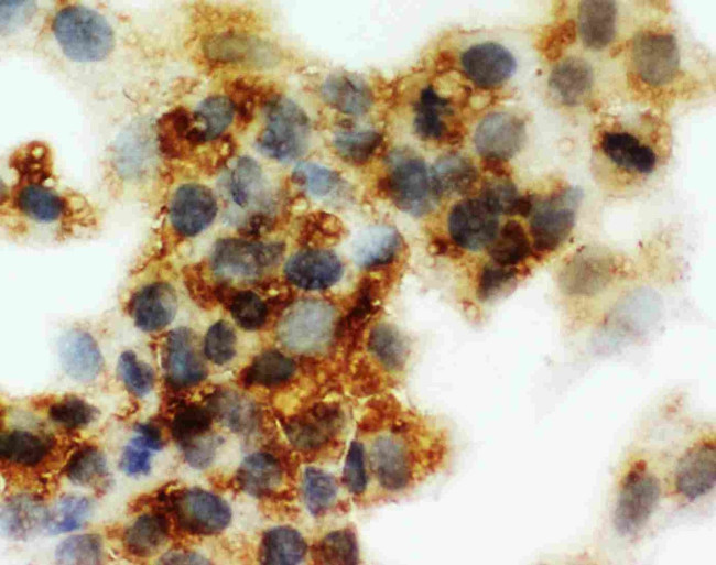 SERPINA6 Antibody in Immunocytochemistry (ICC/IF)