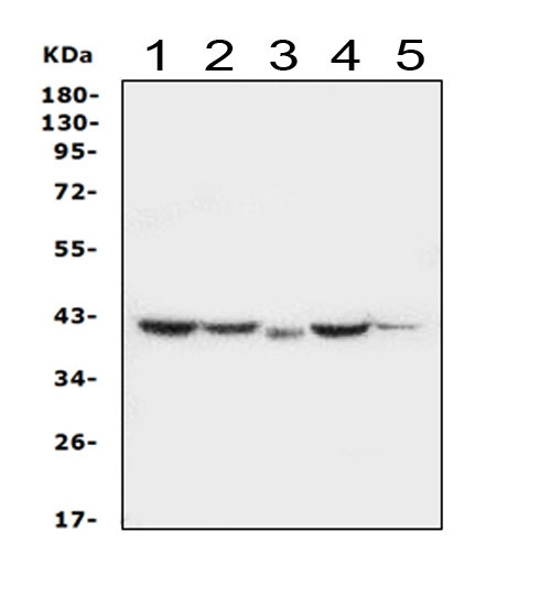 Maspin Antibody in Western Blot (WB)