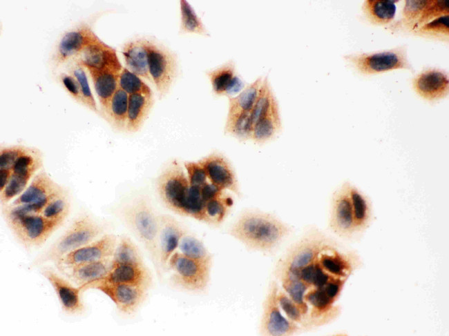 Maspin Antibody in Immunocytochemistry (ICC/IF)