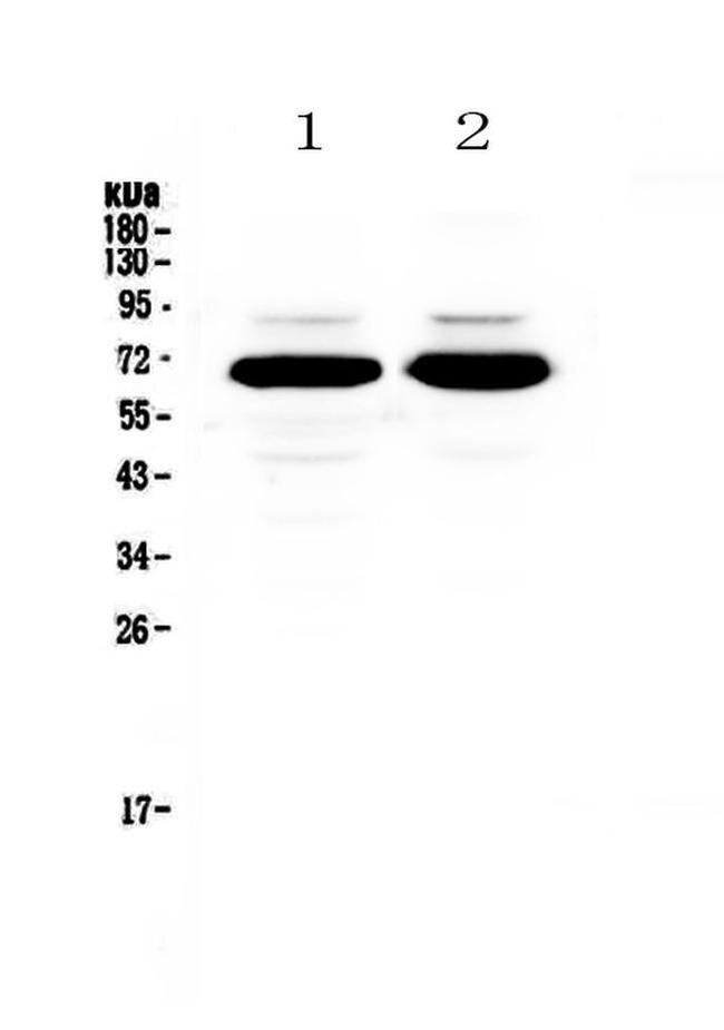 SF1 Antibody in Western Blot (WB)