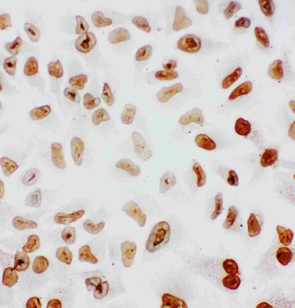 SF1 Antibody in Immunocytochemistry (ICC/IF)