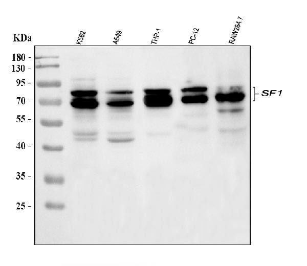 SF1 Antibody in Western Blot (WB)