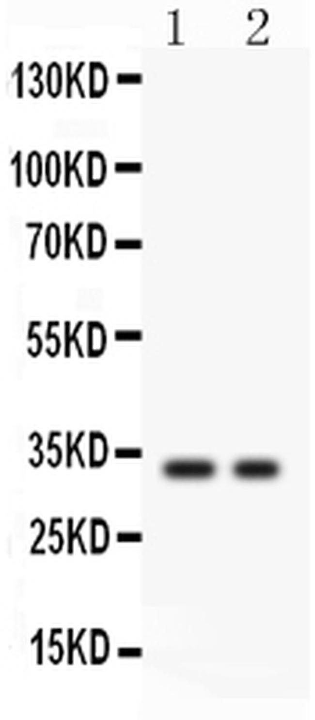 SFRP2 Antibody in Western Blot (WB)