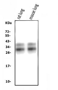 SFTPA1 Antibody in Western Blot (WB)