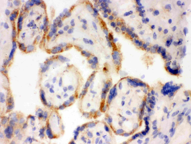 SFTPD Antibody in Immunohistochemistry (Frozen) (IHC (F))