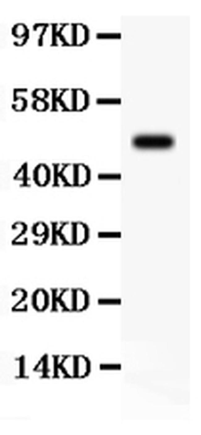 SGK1 Antibody in Western Blot (WB)