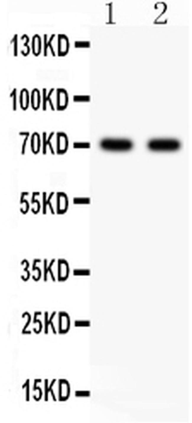 SHBG Antibody in Western Blot (WB)