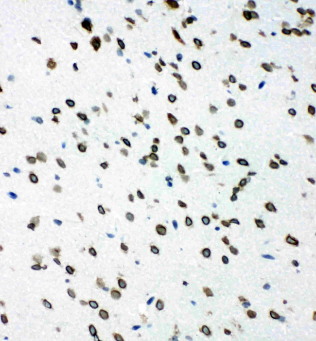 SHC Antibody in Immunohistochemistry (Frozen) (IHC (F))