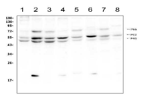 SHC Antibody in Western Blot (WB)