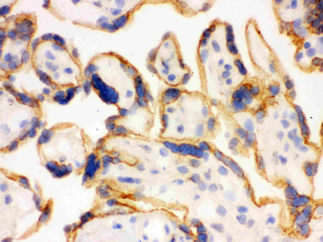 SHC Antibody in Immunohistochemistry (Frozen) (IHC (F))