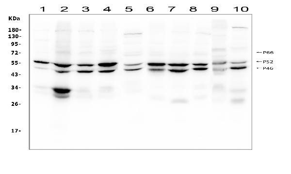 SHC Antibody in Western Blot (WB)