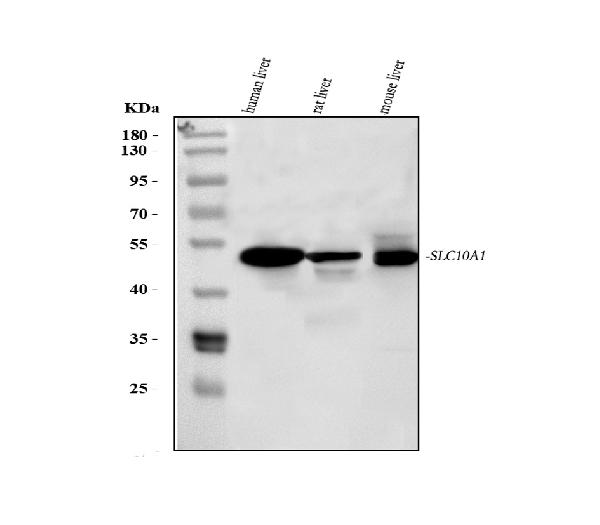 NTCP Antibody in Western Blot (WB)