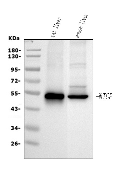 NTCP Antibody in Western Blot (WB)