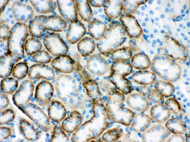 SLC22A2 Antibody in Immunohistochemistry (Paraffin) (IHC (P))