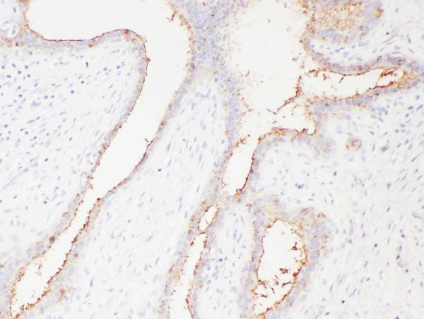 SLC22A6 Antibody in Immunohistochemistry (Paraffin) (IHC (P))