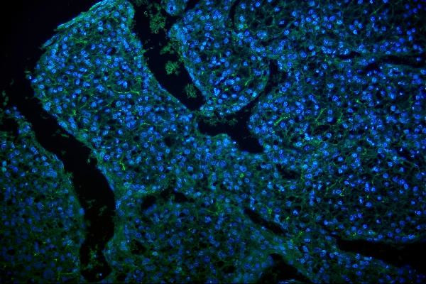 GLUT9 Antibody in Immunohistochemistry (IHC)