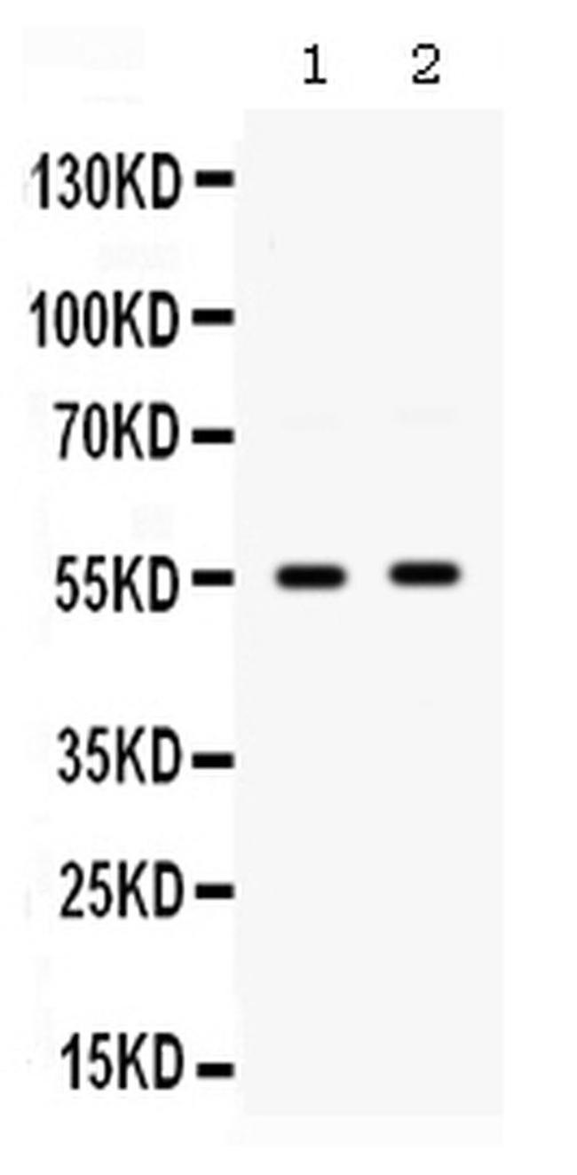 GLUT9 Antibody in Western Blot (WB)