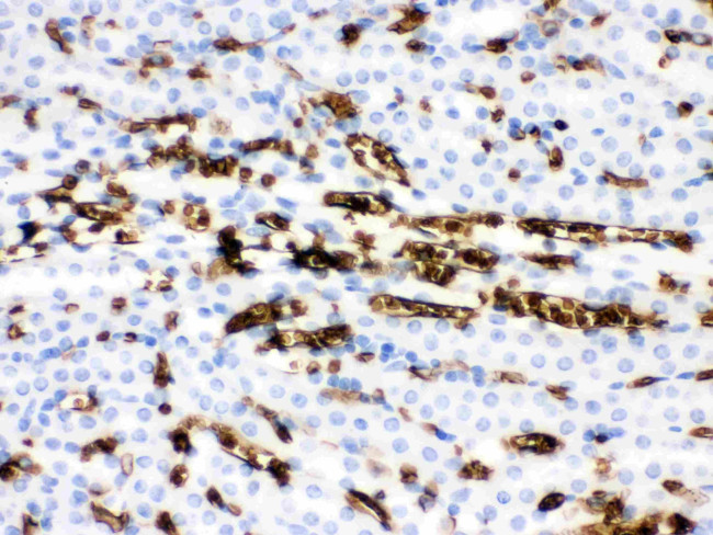 Band 3 Antibody in Immunohistochemistry (Paraffin) (IHC (P))