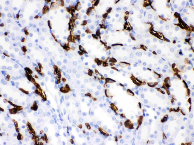 Band 3 Antibody in Immunohistochemistry (Paraffin) (IHC (P))