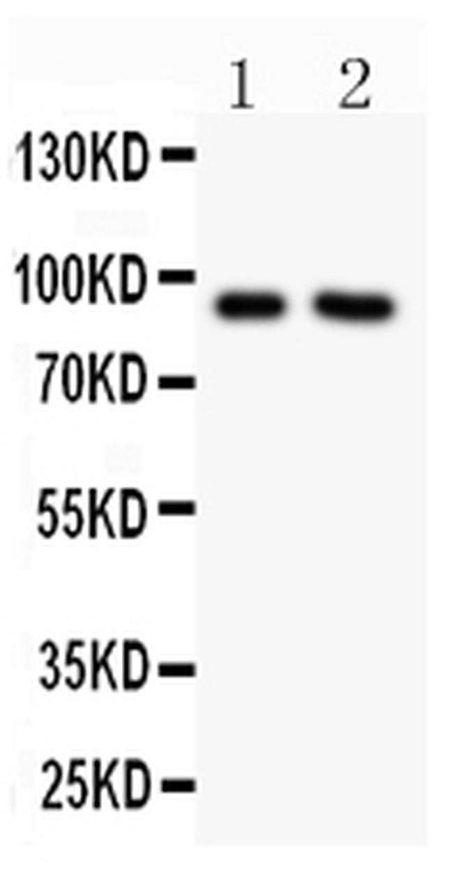 Nhe-1 Antibody in Western Blot (WB)