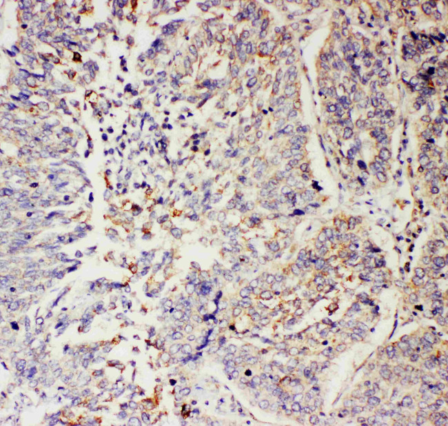 SLC9A2 Antibody in Immunohistochemistry (Paraffin) (IHC (P))